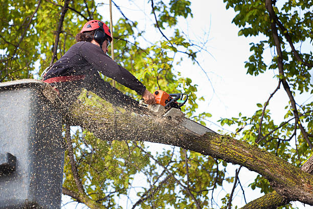 Best Professional Tree Care  in USA